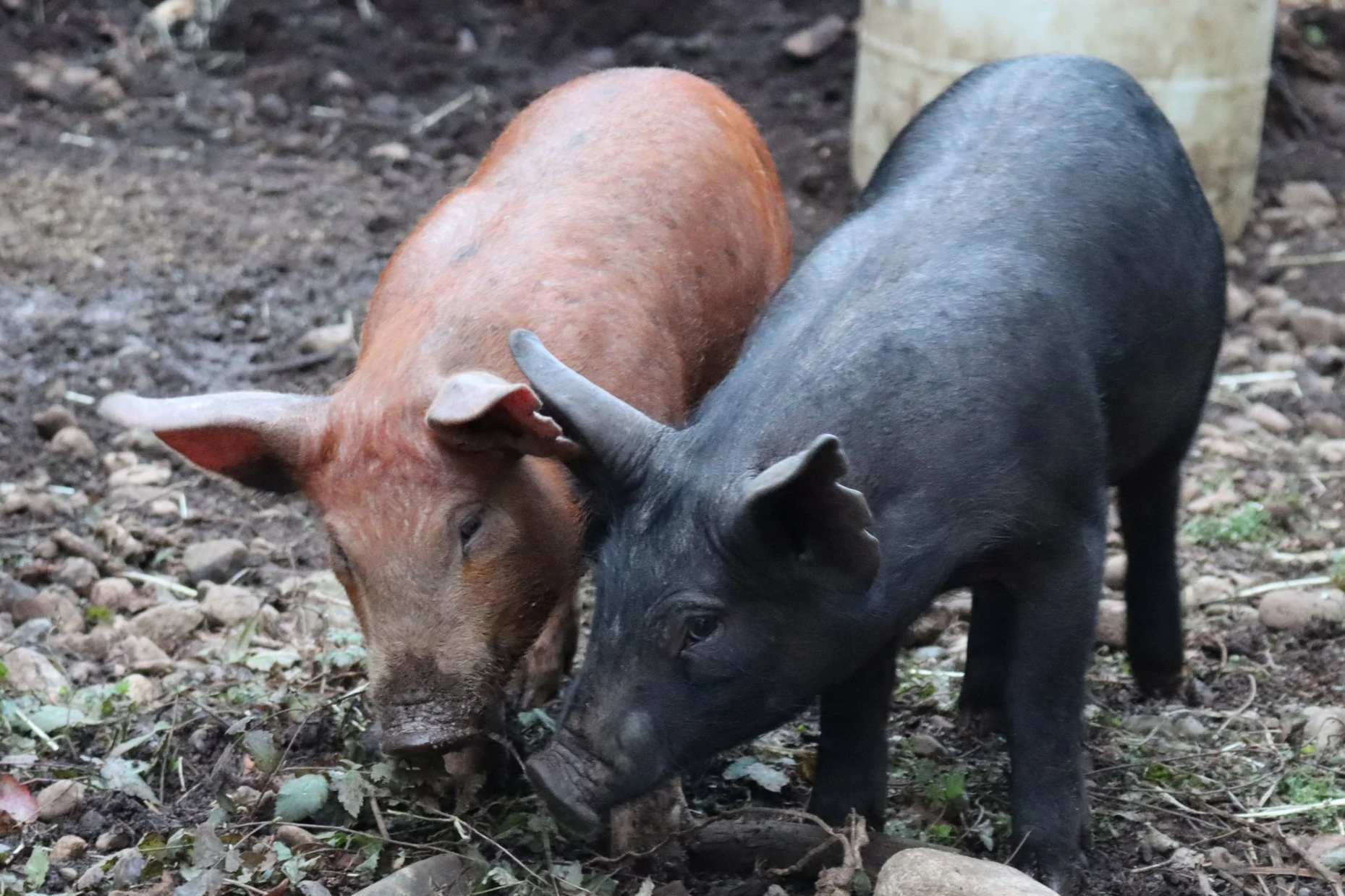pigs.png