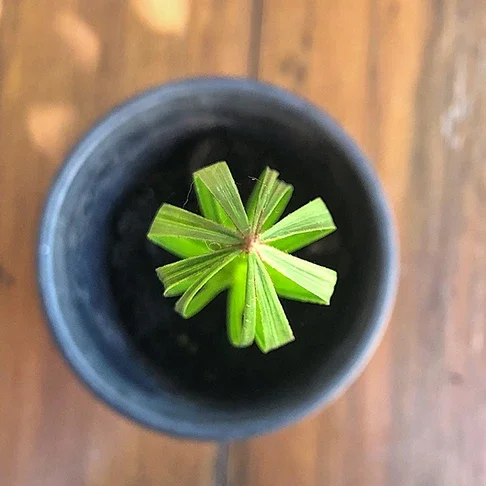 df714d_4dedd4f3cf744f11b16e3c9658c939fe~mv2 (1).webp