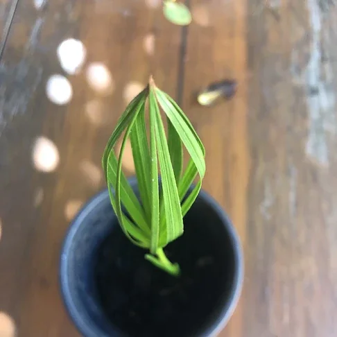 df714d_8d84a53463aa4a73bd9f1539c345d7cd~mv2 (1).webp