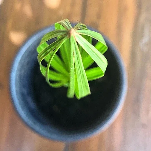 df714d_f1cb0ac86ceb4992938b2b41303e10bc~mv2 (1).webp