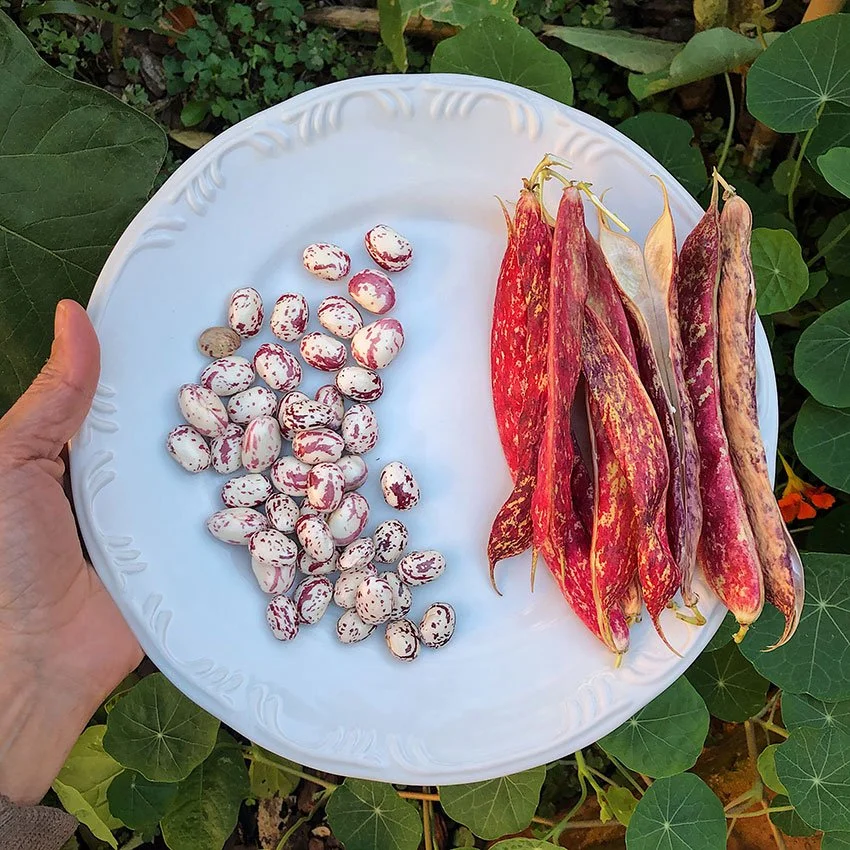Deliciosa sopa de vegetais com feijão borlotti