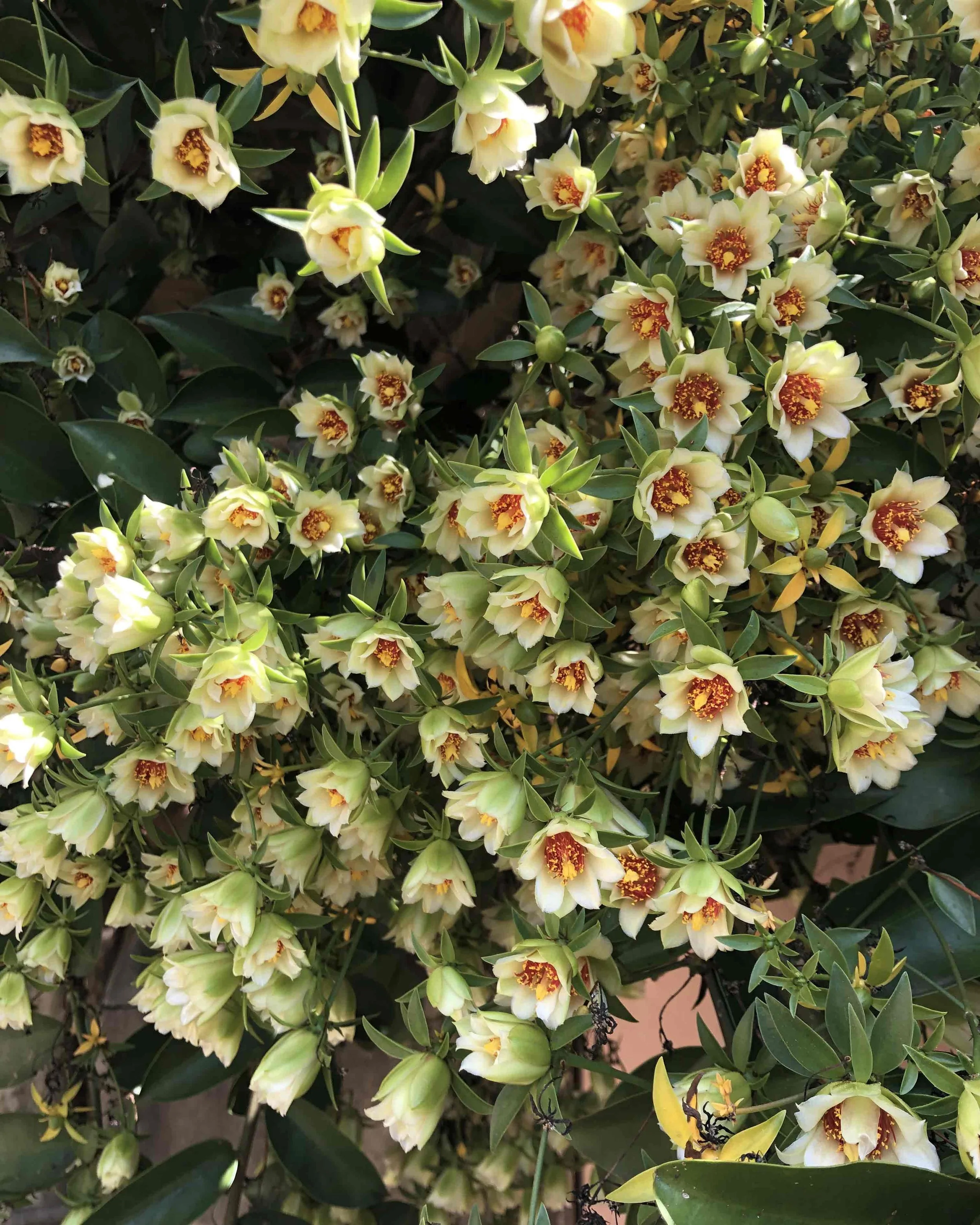 Água aromatizada com flor de ora-pro-nóbis branca