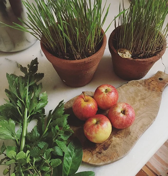 Aprenda a fazer grama de trigo,  o broto rico em clorofila