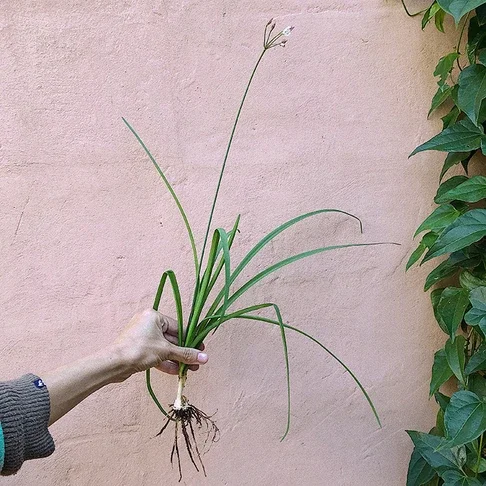 df714d_dbf581f180424e539e7d3702a0836754~mv2 (1).webp