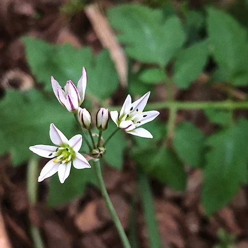 Feijão com alho silvestre