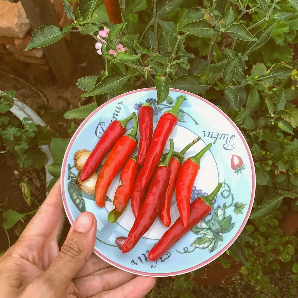 Como plantei pimenta dedo-de-moça no jardim