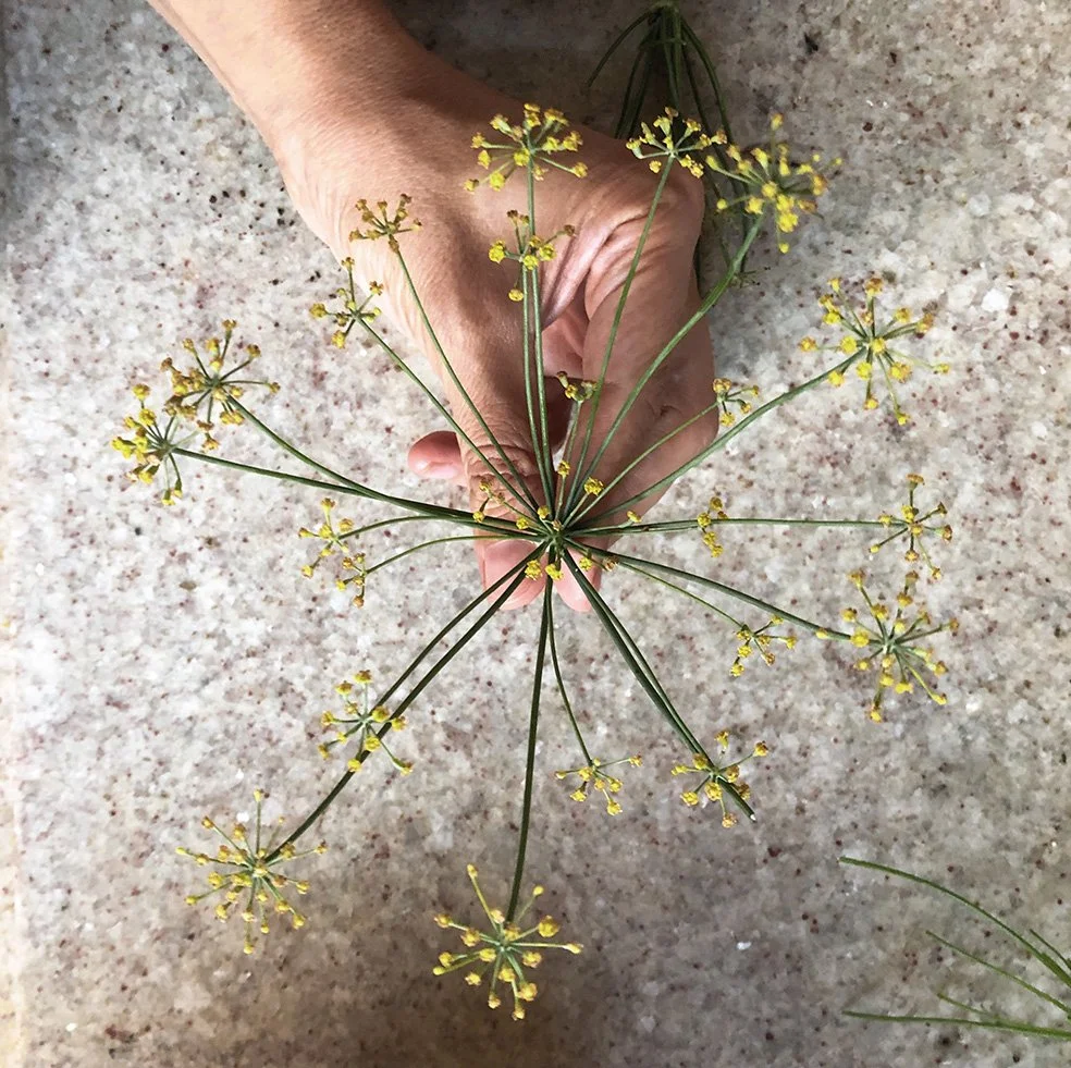 flor_erva_doce.jpg