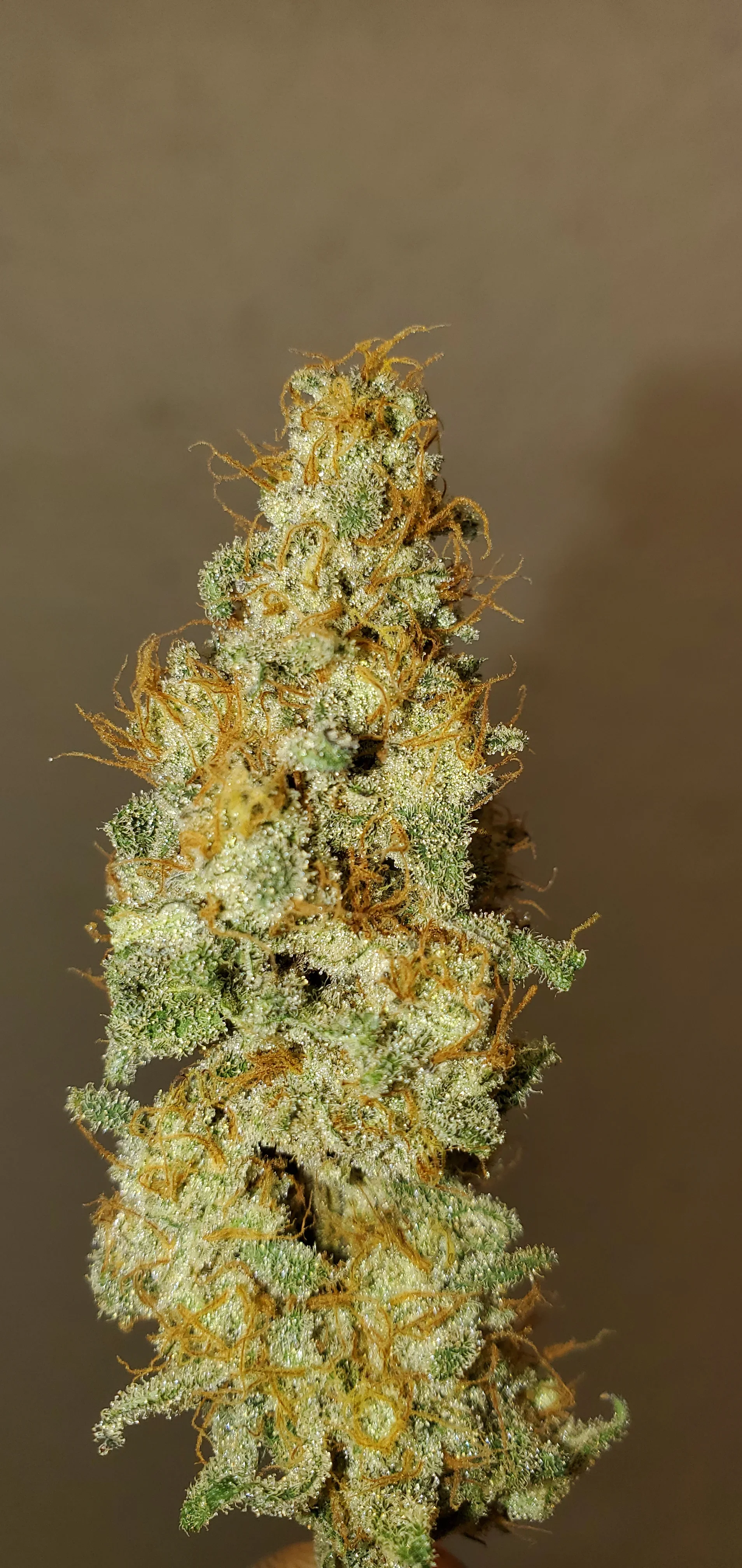 VJJE7SECAC36324JWK3OHABT (1).webp