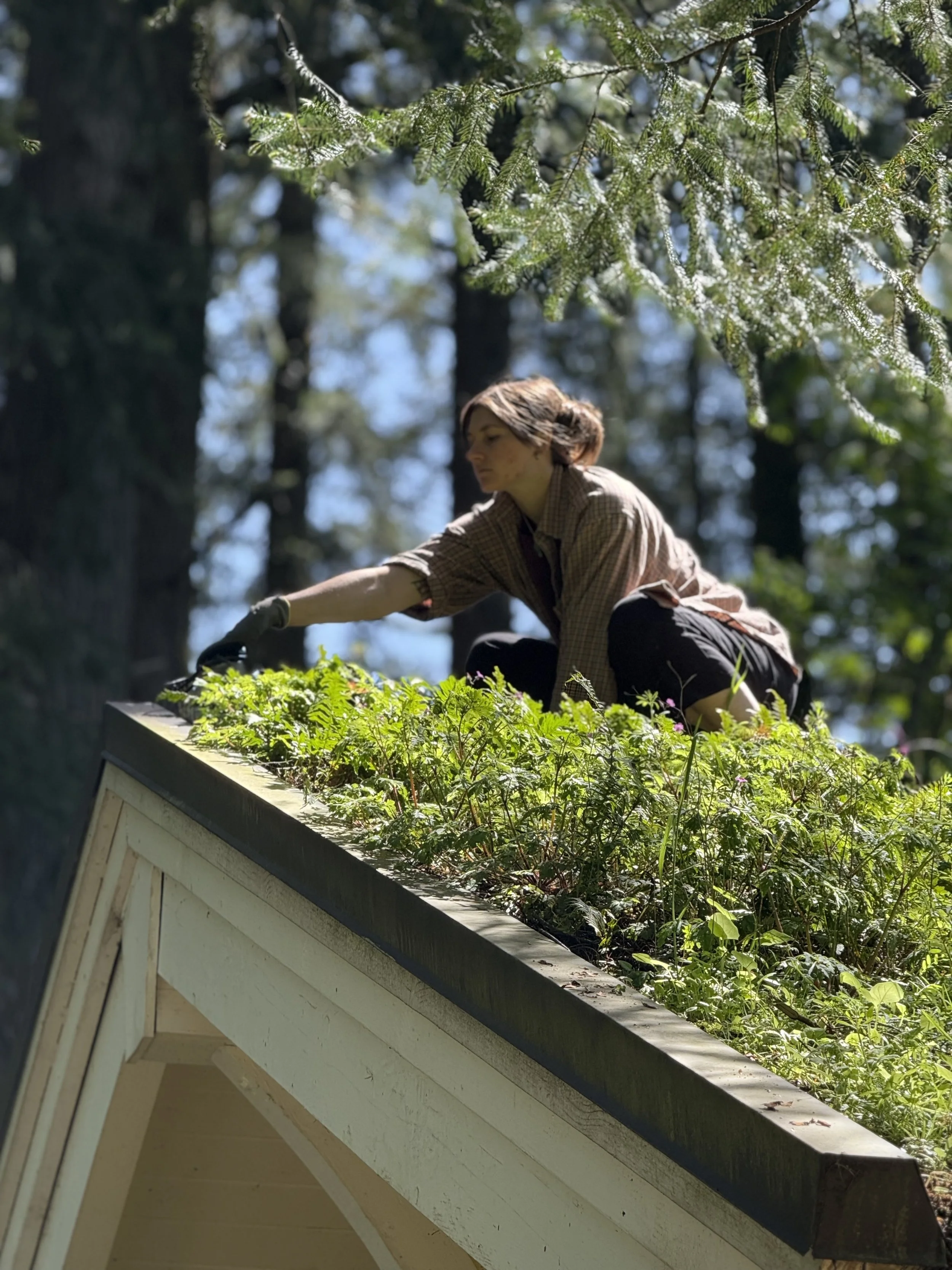 Ongoing Plant & Garden Care