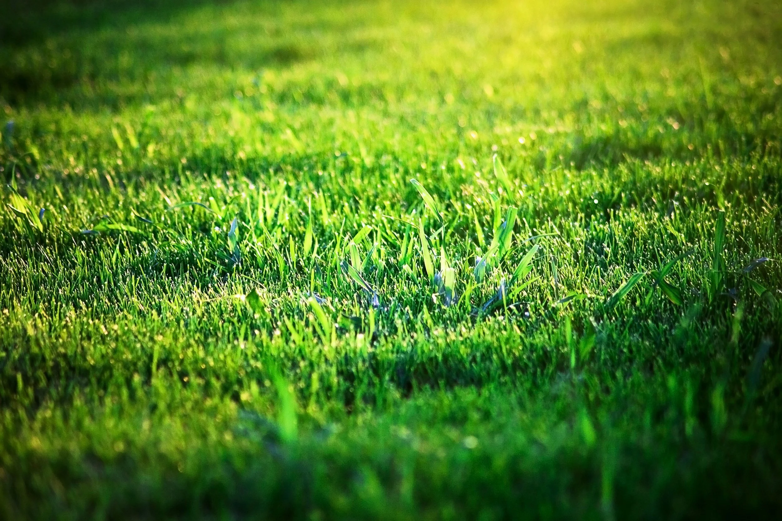 Sunlit green grass in a field.