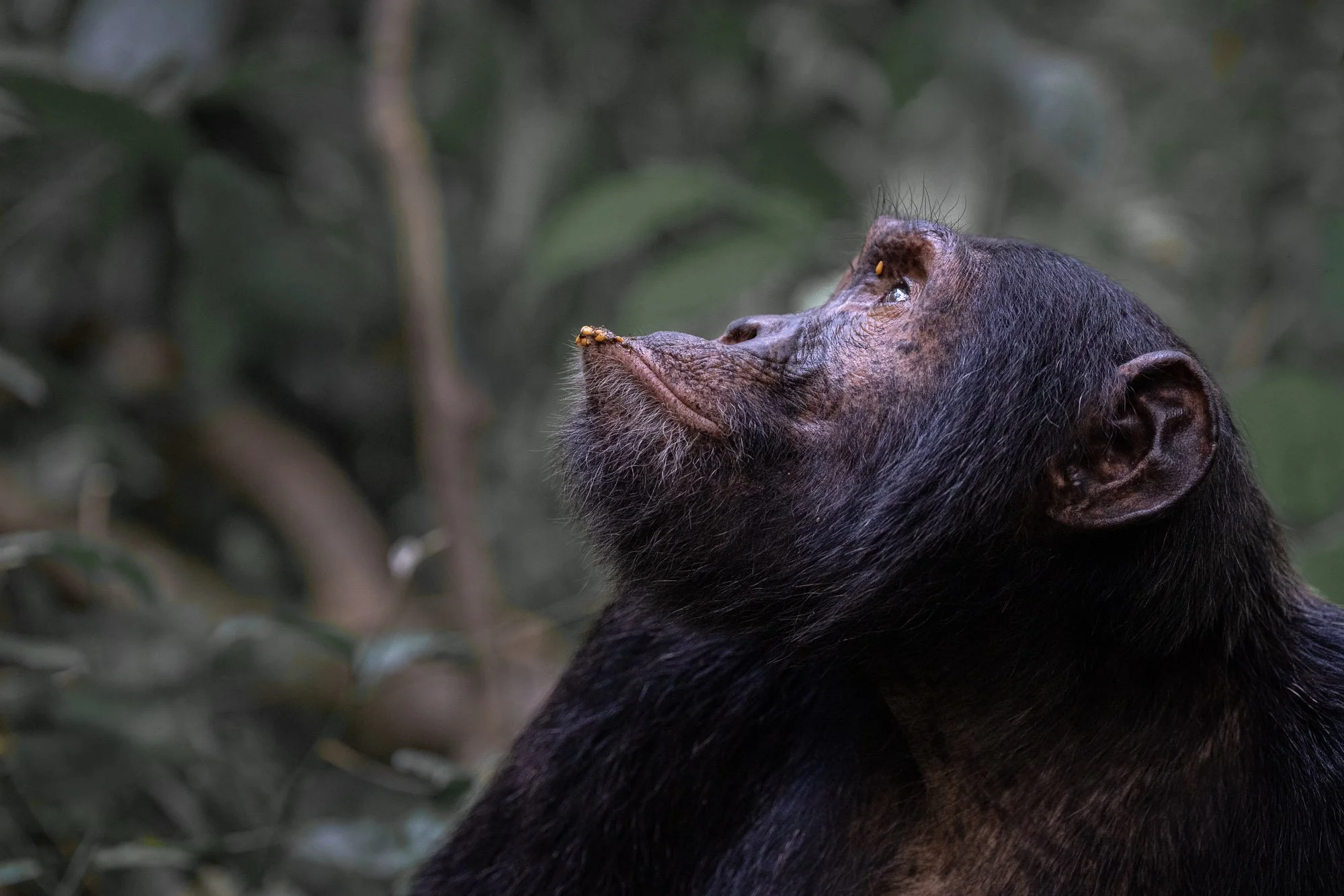 Chimpanzee don't look up.jpg