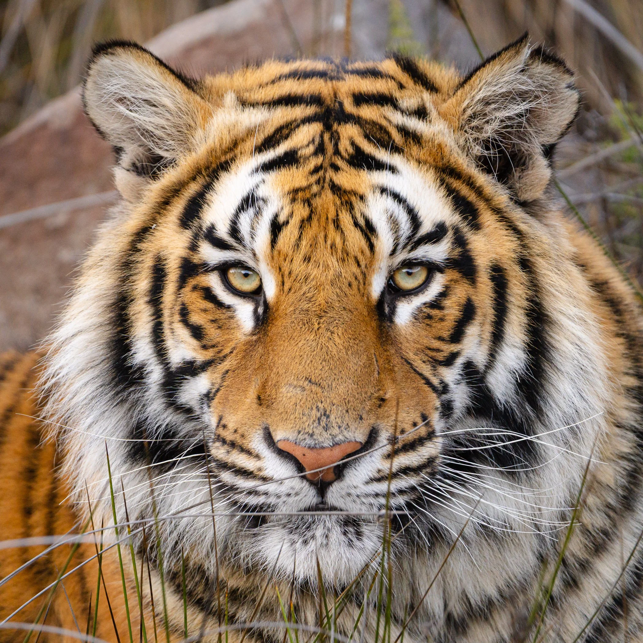 Close-up of a tiger's face, showing its yellow eyes, orange fur with black stripes, and white fur around the mouth and cheeks, with grass and rocks in the background.
