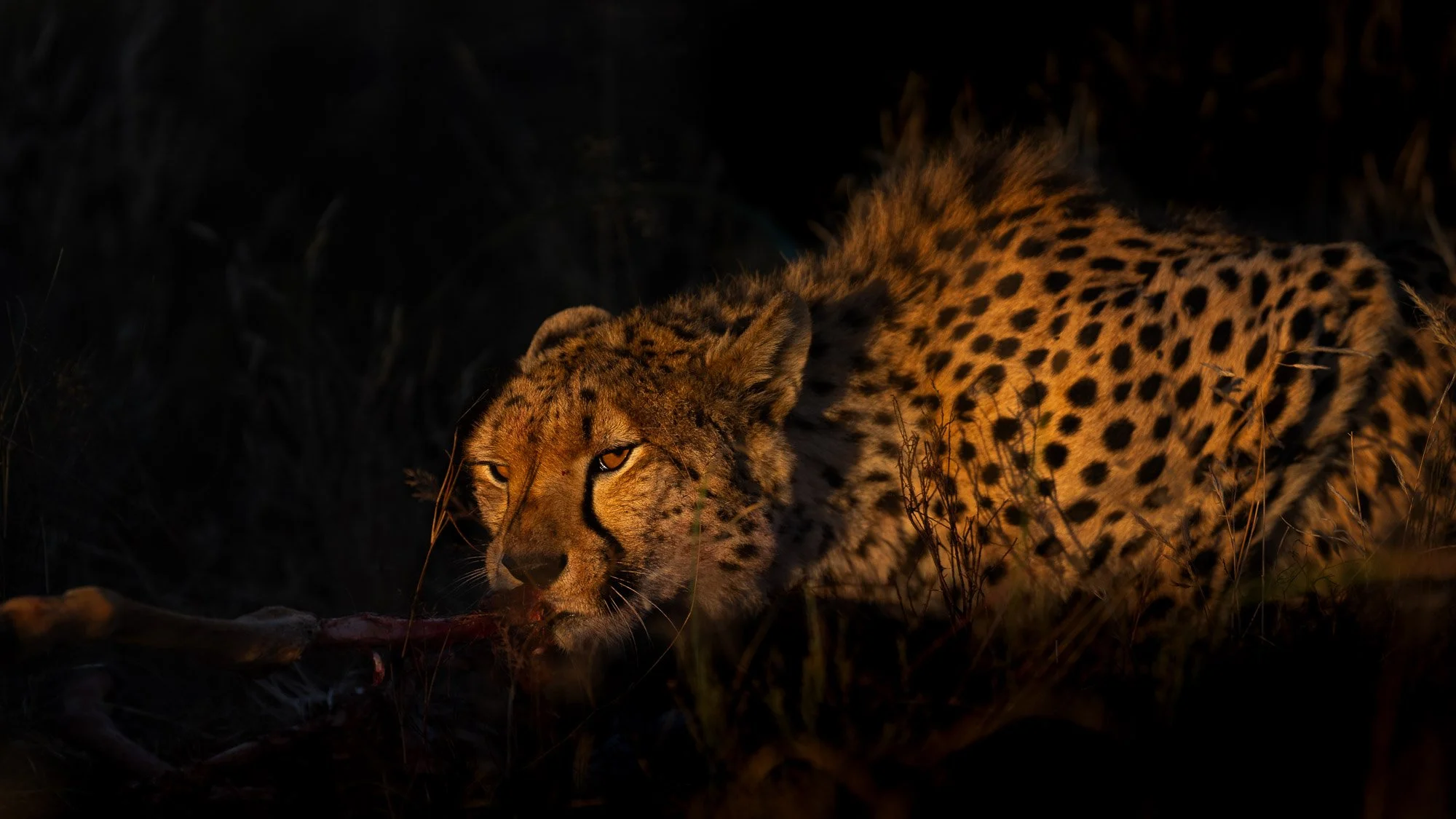 Cheetah scavenger.jpg