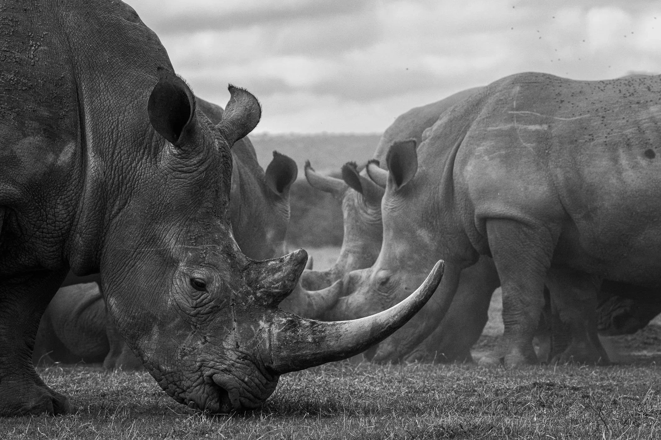 Black and white photograph of multiple rhinoceroses on a grassy plain, with some grazing and others facing different directions.