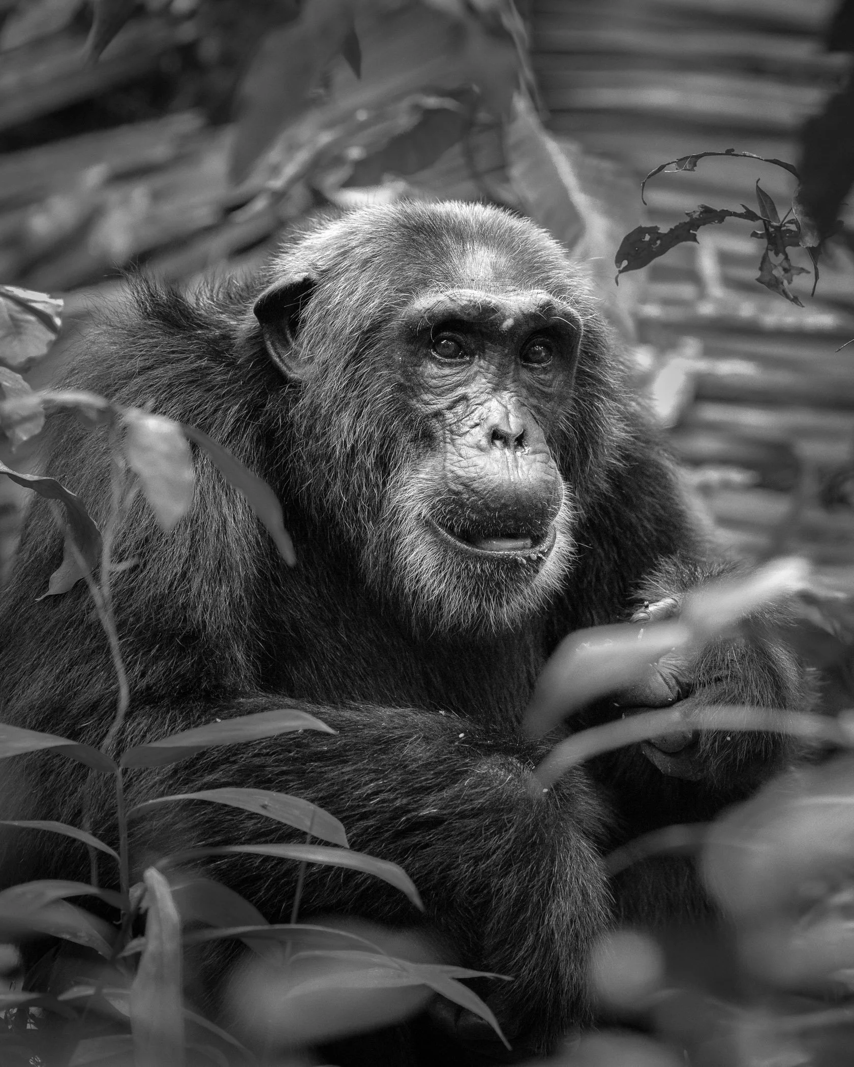 A black and white photograph of an adult chimpanzee among dense foliage, looking alert and calm in Kibale National Park, Uganda.