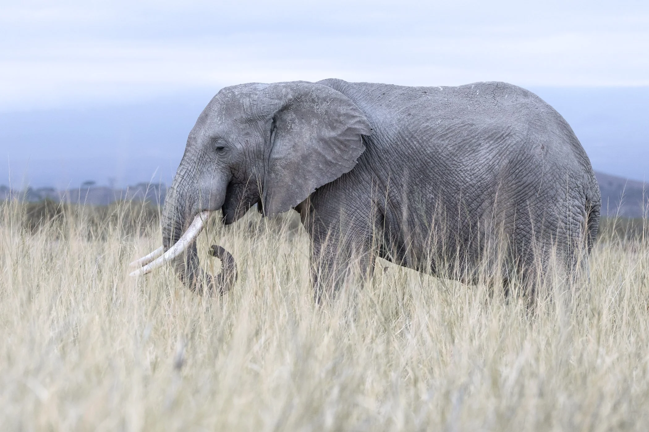 Elephant pastelephant.jpg