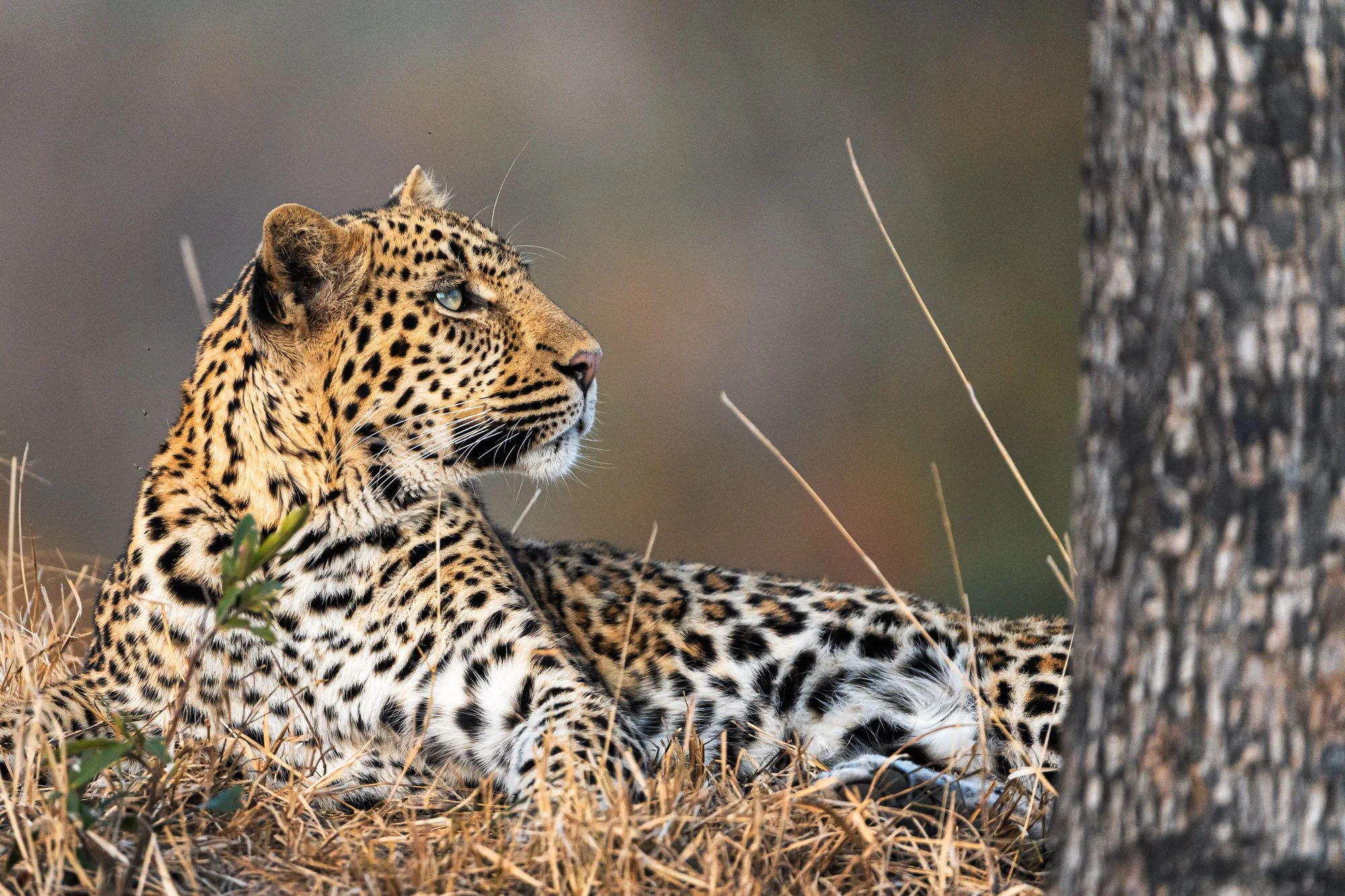 The Look (Leopard).jpg