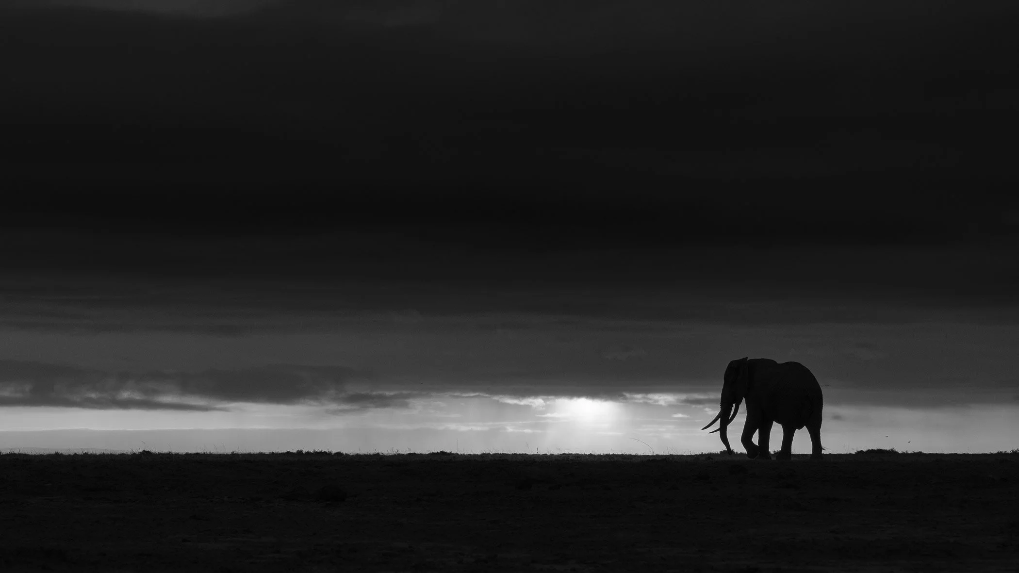 Silhouette of an elephant walking on the plains under dark cloudy sky with the sun setting or rising in the background, black and white photo.