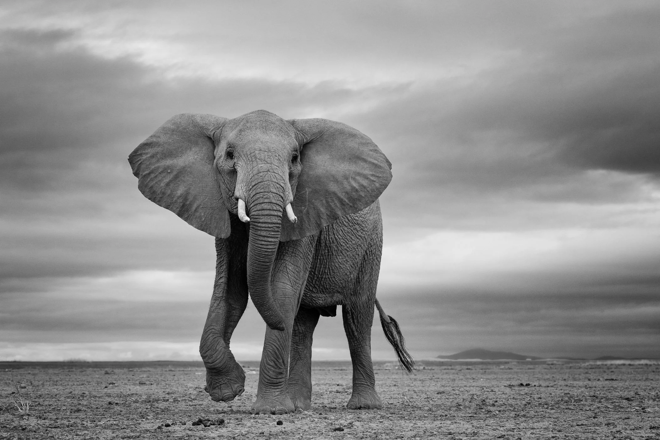 Elephant mock charge.jpg