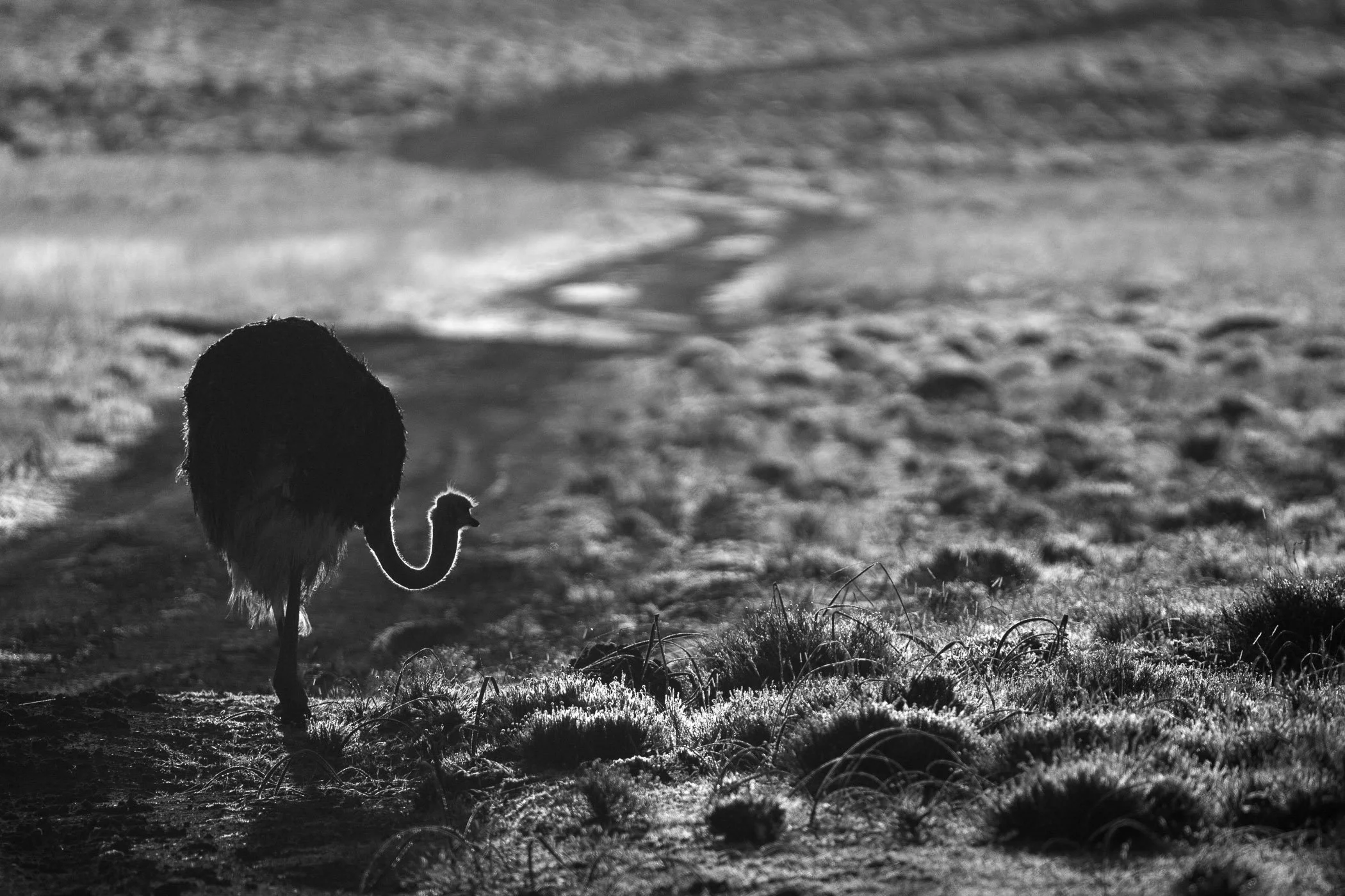 Black and white photograph of an ostrich walking along a dirt path through grass, with its head down and back arched, in a vast open landscape.