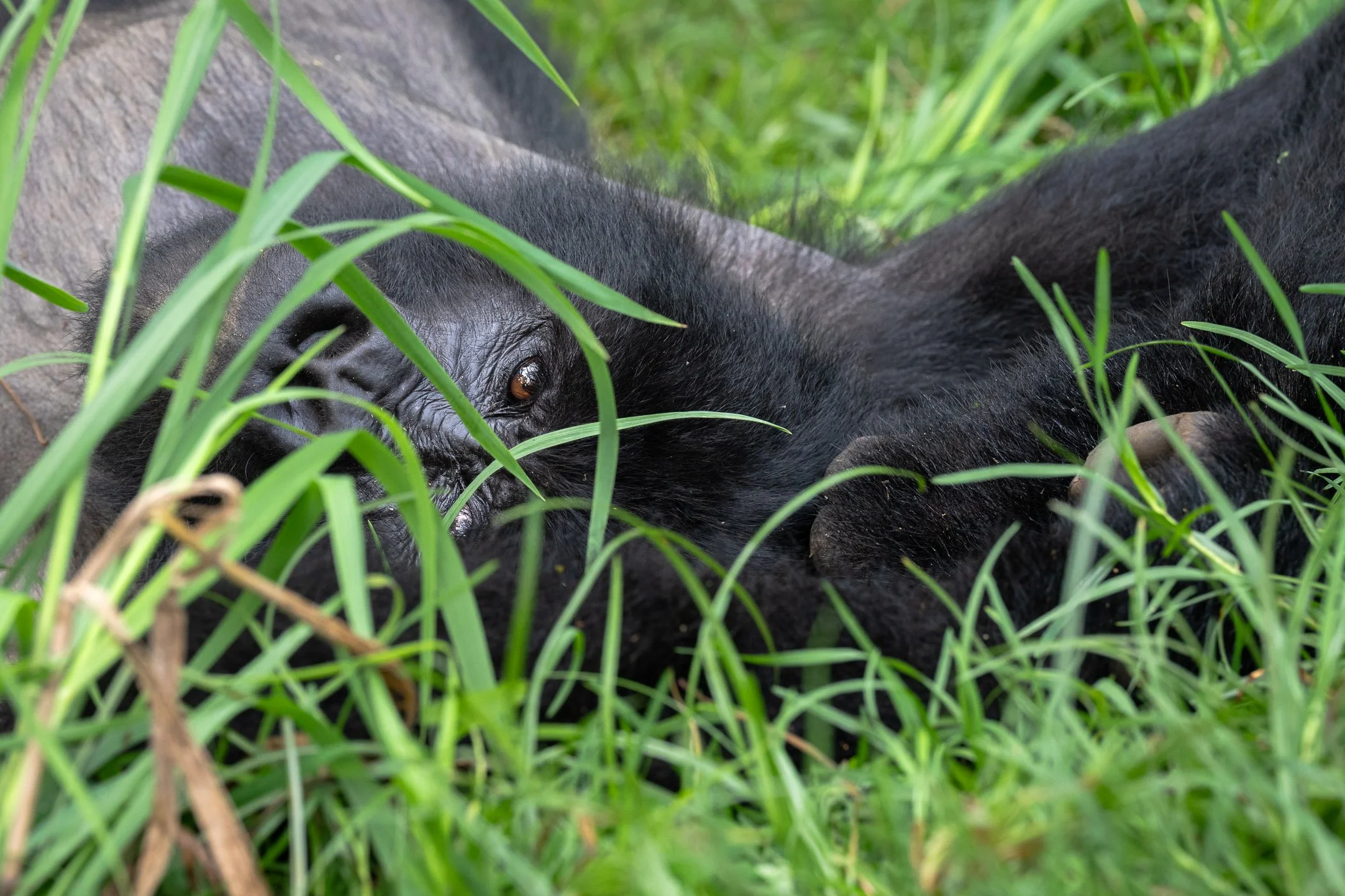 A baby gorilla lying on the ground in tall grass, with part of its face and eye visible, surrounded by green foliage.
