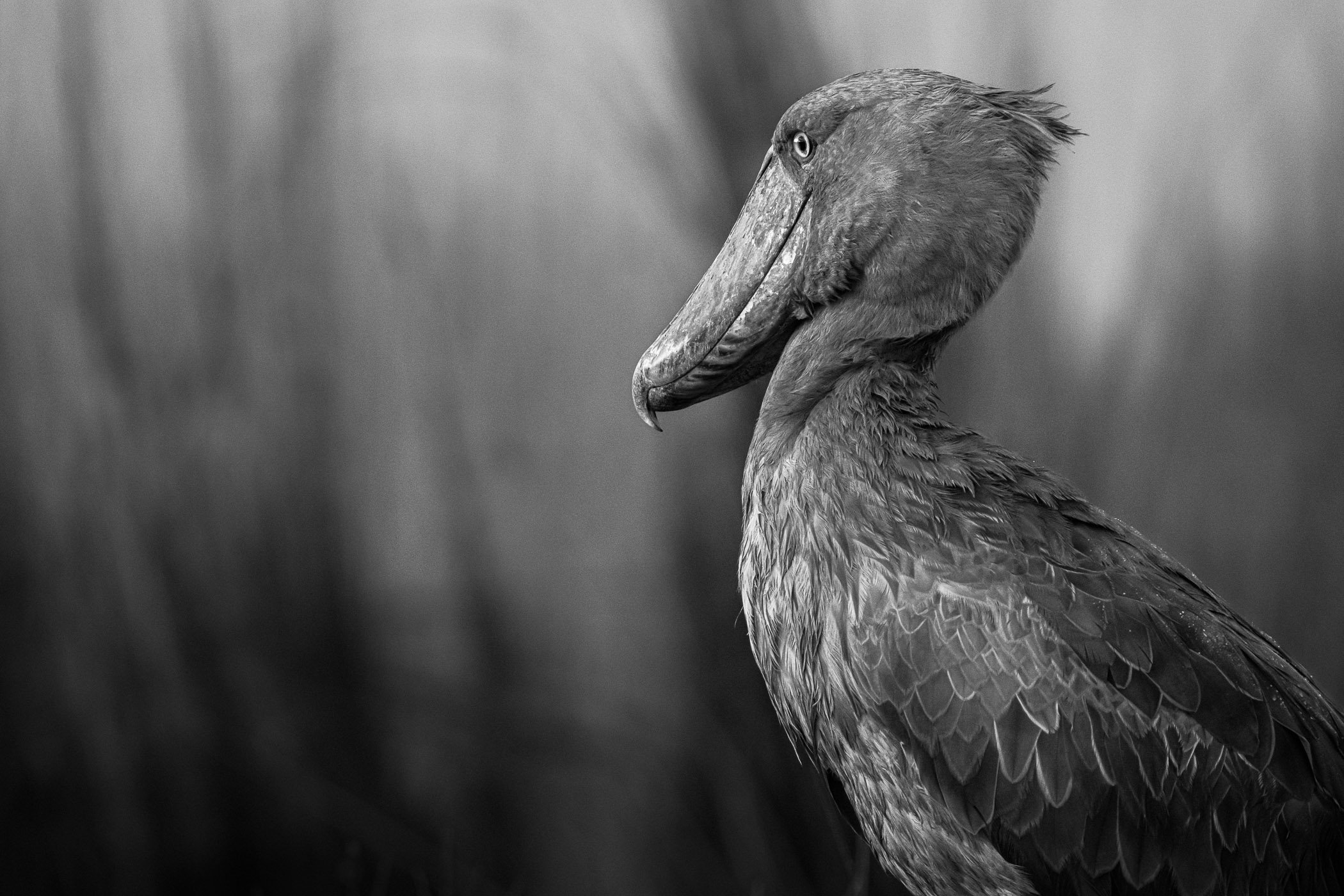 A black and white photo of a heron with a long beak and textured feathers, facing to the right in Mabamba Swamp, Uganda.