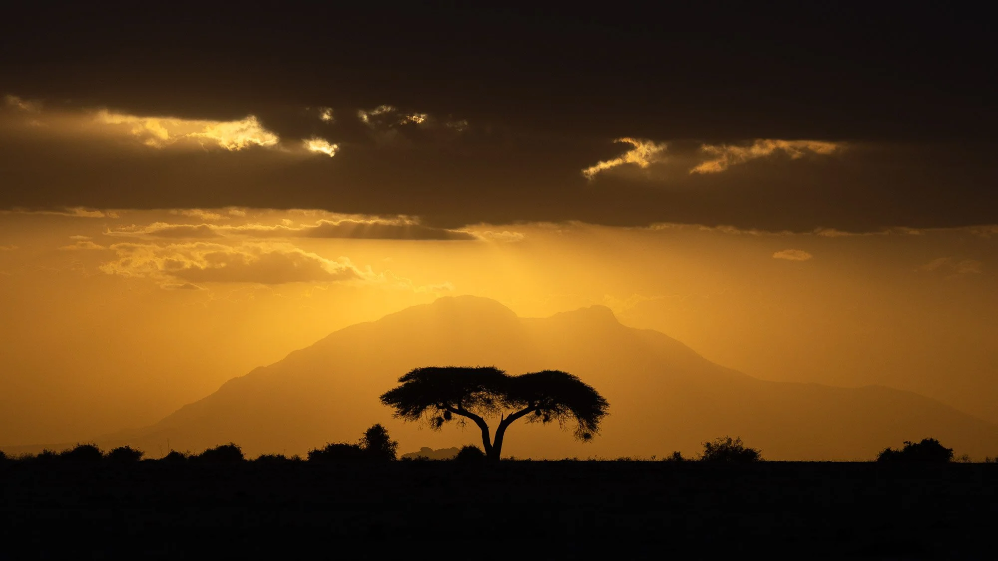 Tree, Mountain, Sun.jpg