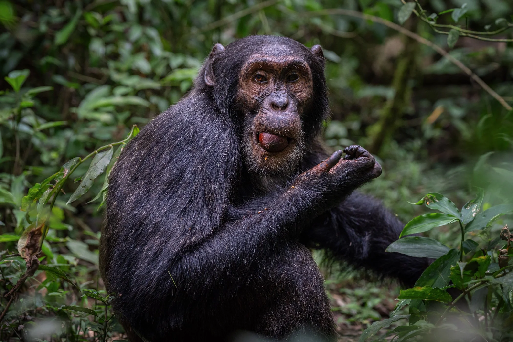 Chimpanzee portrait.jpg