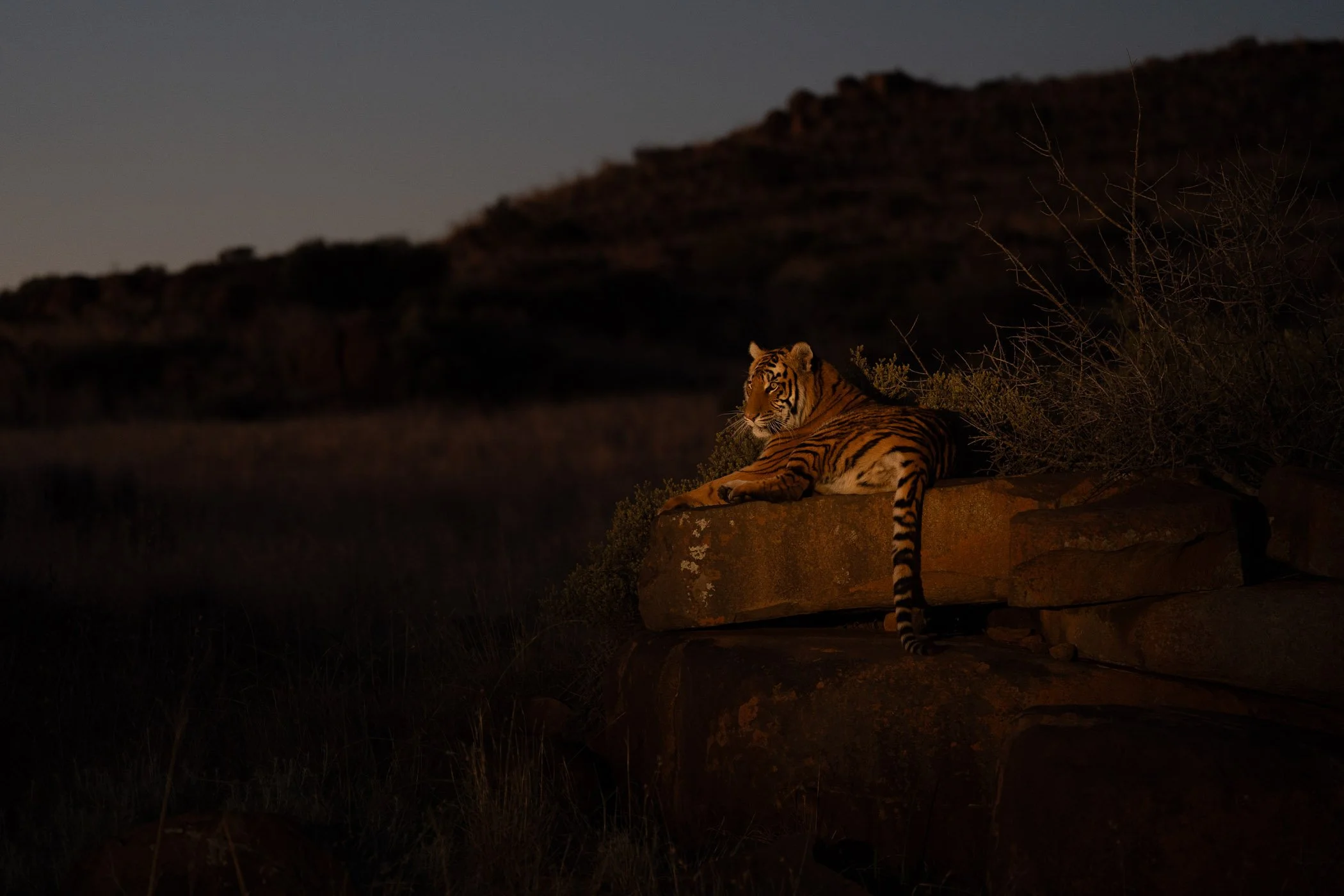 A tiger lying on a rock at dusk in a natural outdoor setting with hills and dry bushes in the background in Tiger Canyon, South Africa.