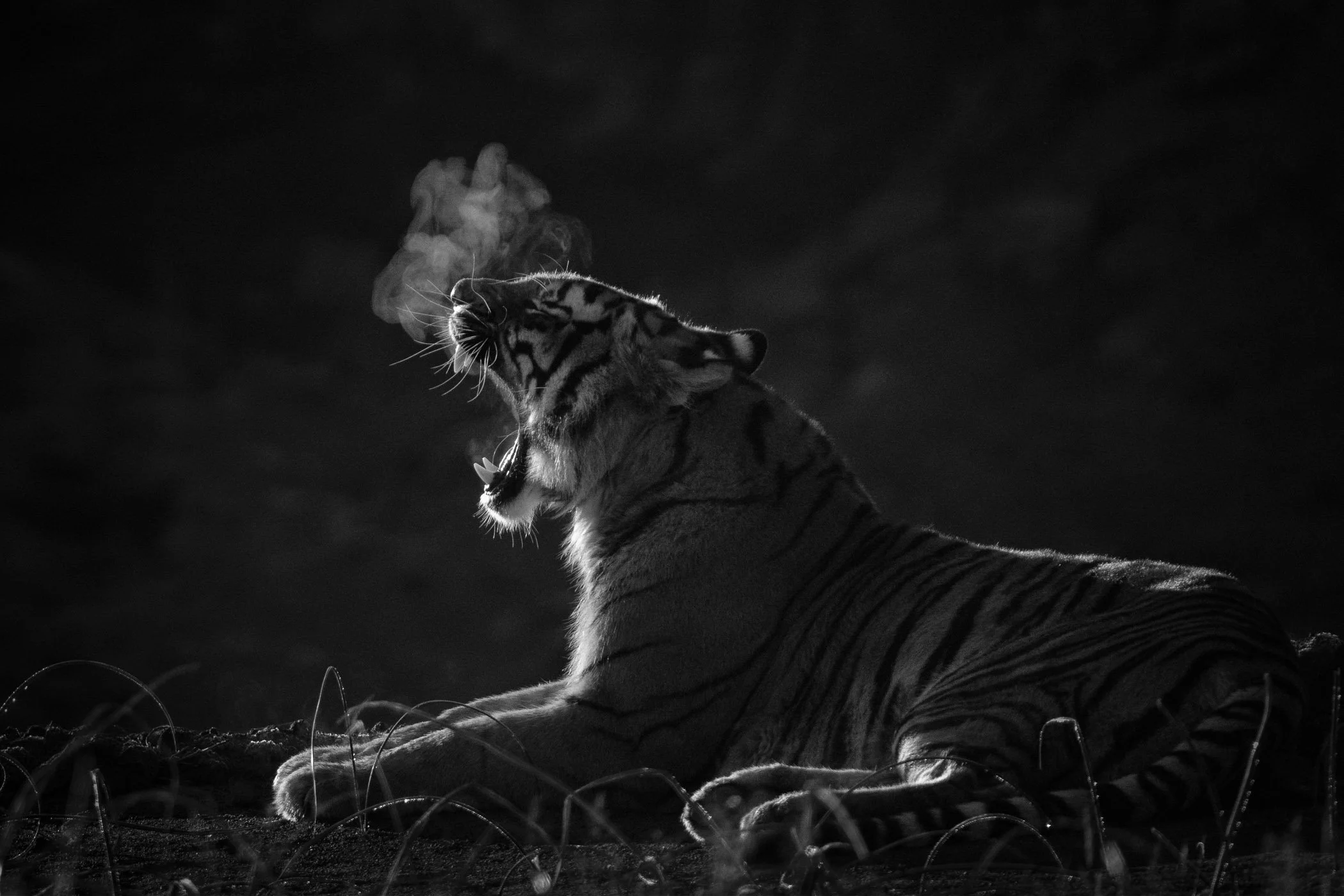 A black and white photo of a tiger resting on the ground at night, with steam or breath visible in the cold air.