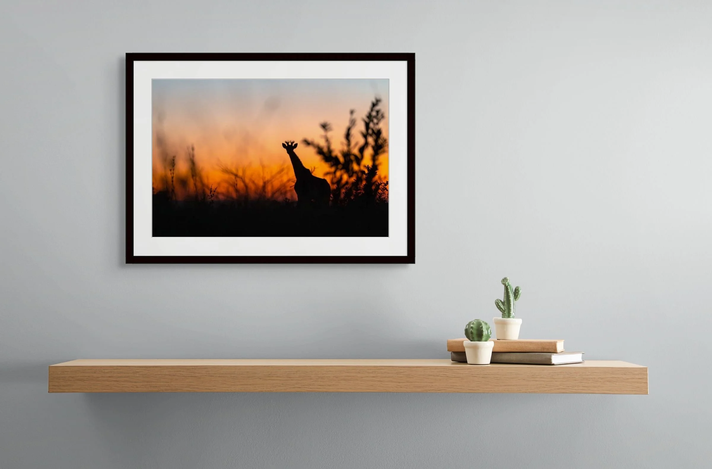 stargazer cactus shelf 60x40cm-large.jpg