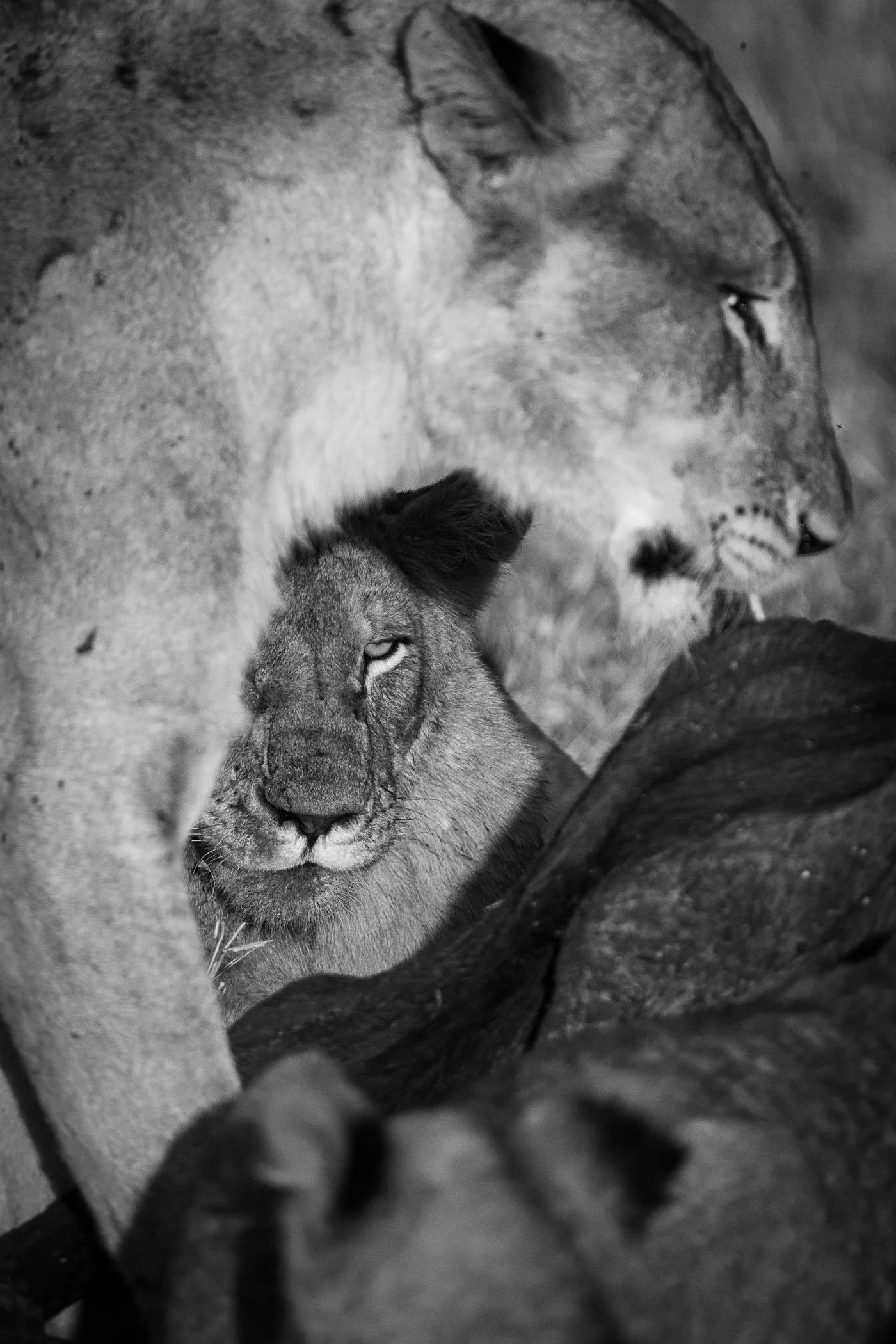 Black and white photo of a female lion and a lion cub, close-up.