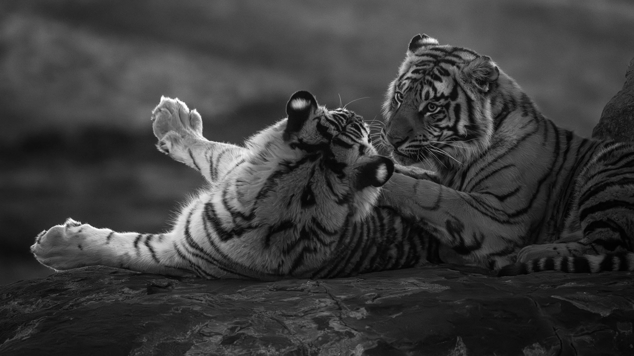 Two tiger cubs play together on a rocky surface, one lying on its back and the other sitting upright, in a black and white photograph.