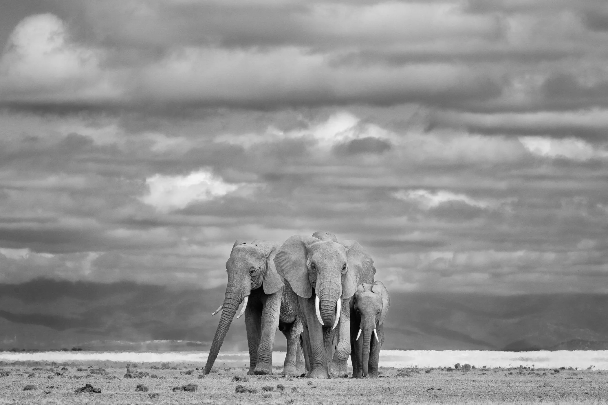 A group of three elephants walking in a savannah under cloudy skies in Amboseli National Park in Kenya.
