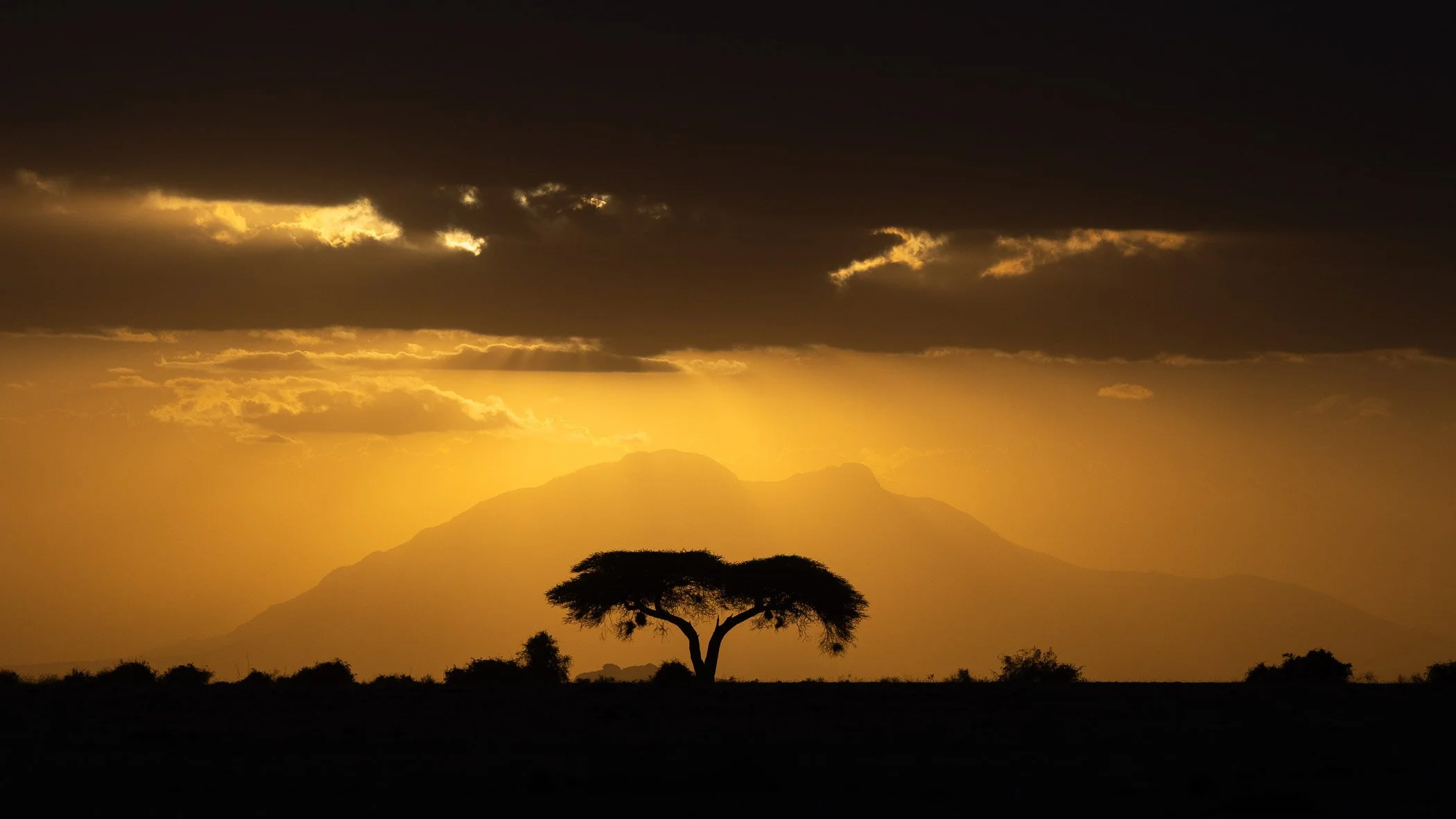 Tree, mountain, sun.jpg