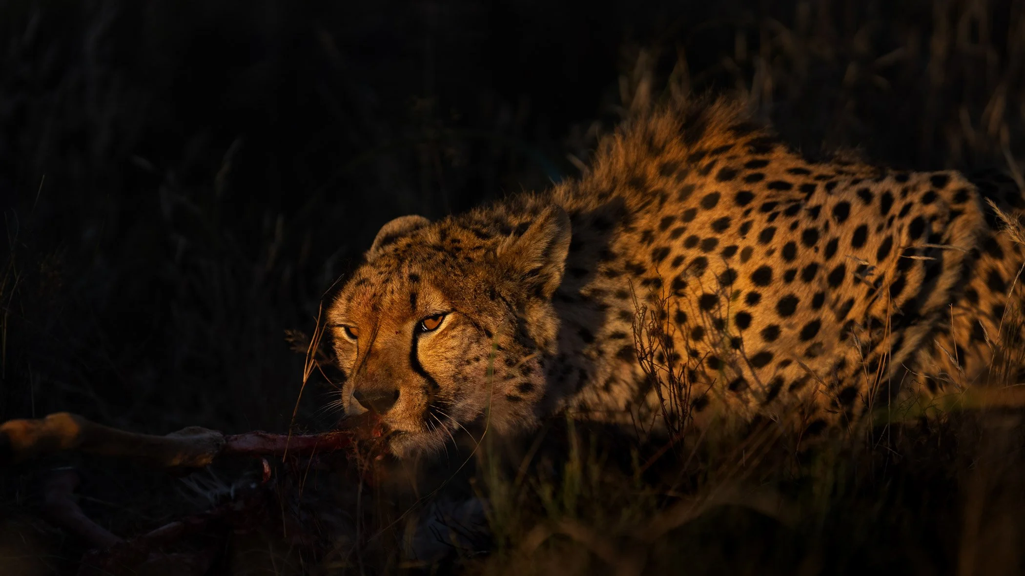 A cheetah walking in the dark, low light environment, with its body partially illuminated by a warm light source in Tiger Canyon, South Africa.