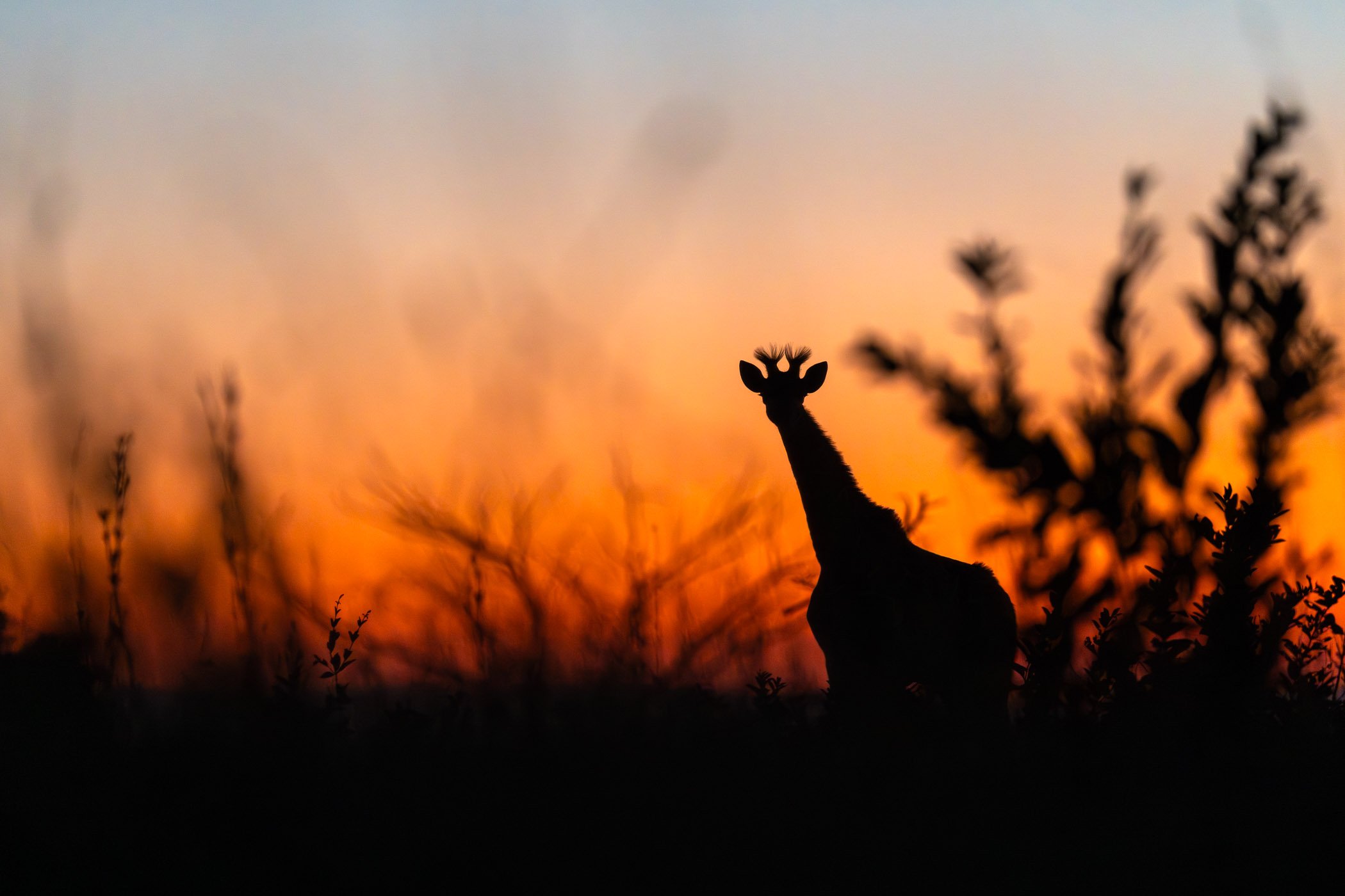Giraffe Silhouette.jpg
