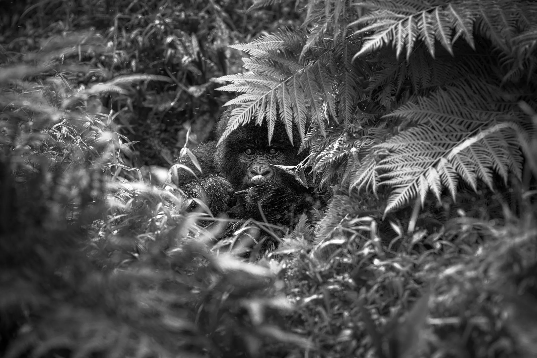 A black and white photograph of a young gorilla hiding among dense jungle foliage, with some leaves partially covering its face in Mgahinga National Park, Uganda. Could have been Bwindi Impenetrable Forest.