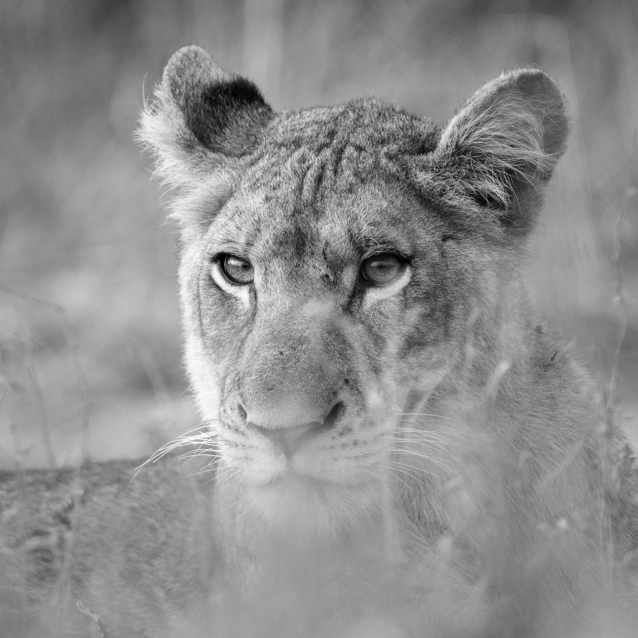 Black and white close-up photograph of a lion cub lying on the grass, facing forward with a focused gaze.