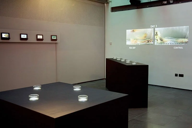 Styx: Variations lV and V. 2010. Royal Institution of Great Britain, London, England. Mixed media installations: cleared and stained deformed Pacific treefrogs, English toads and European common frogs on sculptural light-box. In scientific collaborat