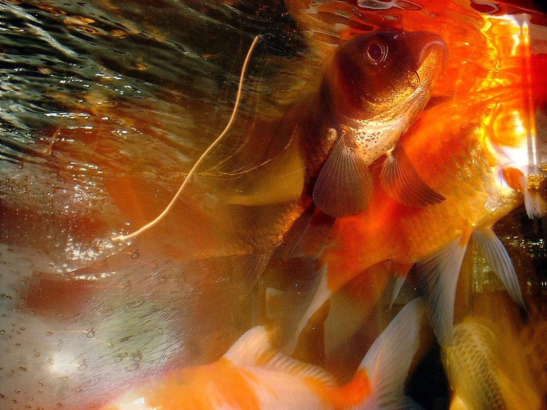 Black Ancestral-like koi and Golden koi. Aquatech, Manchester, England.. 2002. Exhibited at The International Center for Photography, New York, NY, USA, 2003. In scientific collaboration with in collaboration with Hong Suk Michael Oh and Peter Warny.