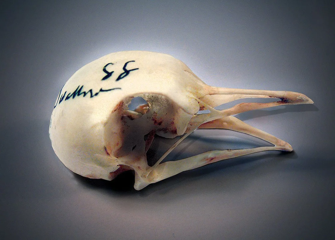 Skulls