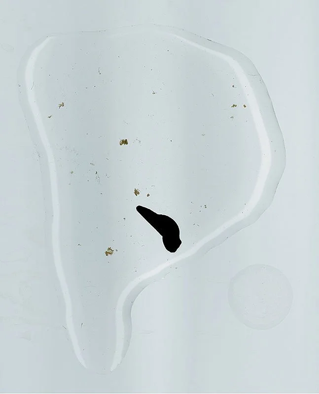 Wood Frog Egg, Rana sylvatica at 70 hours. 2000/01. Iris prints on Arches watercolor paper. Edition size of 3 plus one artist\'s proof and one printer\'s proof. 46 x 34 inches.