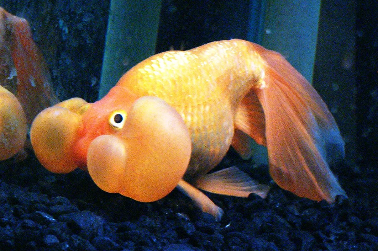 Double-Bubble Eyed goldfish. Aquatech, Manchester, England. 2002. Exhibited at The International Center for Photography, New York, NY, USA, 2003. In scientific collaboration with in collaboration with Hong Suk Michael Oh and Peter Warny.
