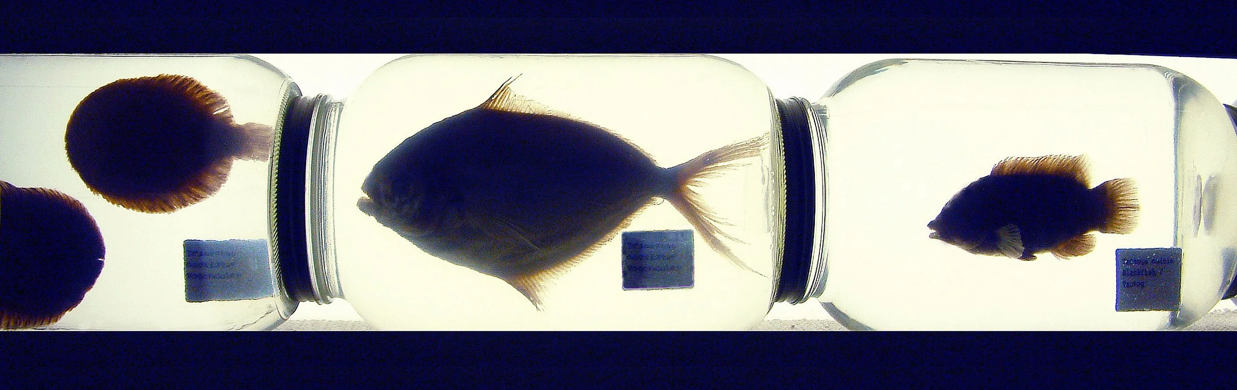 An Illustrated Key to the Fishes of Jamaica Bay ca. 1974- 2024 AD. 2002-2004. Preserved fish specimens, labels, glass.