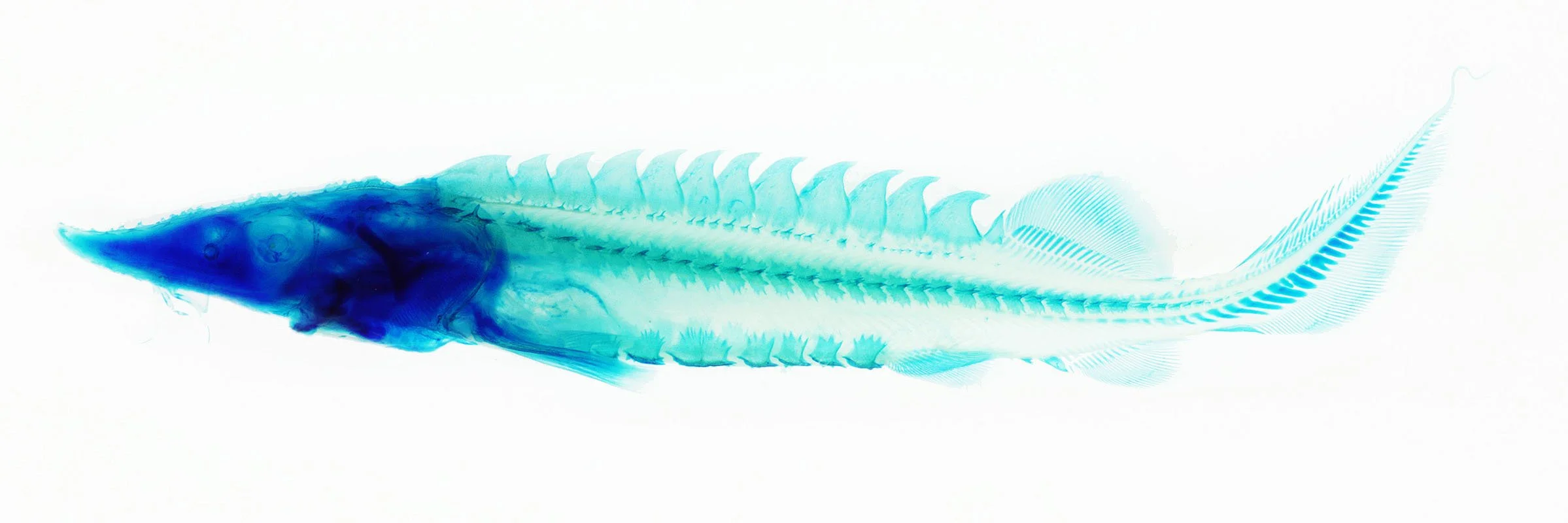 Cleared and Stained Atlantic sturgeon, Acipenser oxyrhynchus. 2003. Unique digital C-print mounted on plexiglas. In scientific collaboration with Stanley K. Sessions. 13 x 40 in.