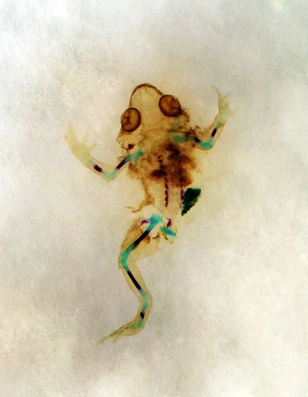 DFBB: Khaos. 2009/10. Unique IRIS print on watercolor paper. Cleared and stained missing limb English toad from Yorkshire, England in scientific collaboration with Richard Sunter. Title by the poet KuyDelair. 47 x 35 in.