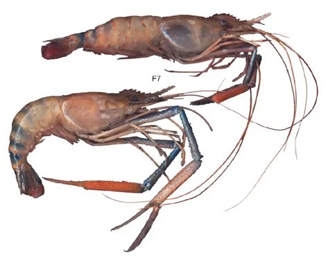 Giant Prawn. Queens Museum of Art, Queens, NY, 2001.