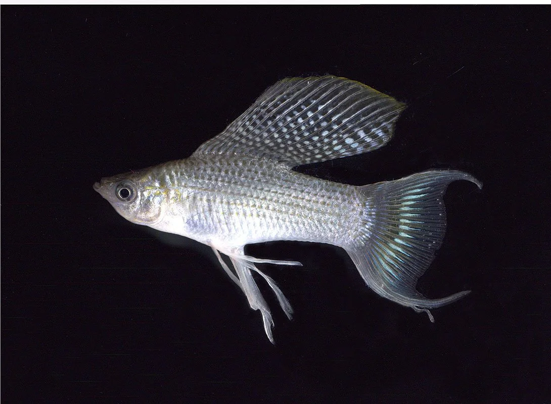 White Sailfin molly with Lyre-tail. Tropical Island Petstore, Flushing, NY, USA. 2002. Exhibited at The International Center for Photography, New York, NY, USA, 2003. In scientific collaboration with in collaboration with Hong Suk Michael Oh and Pete