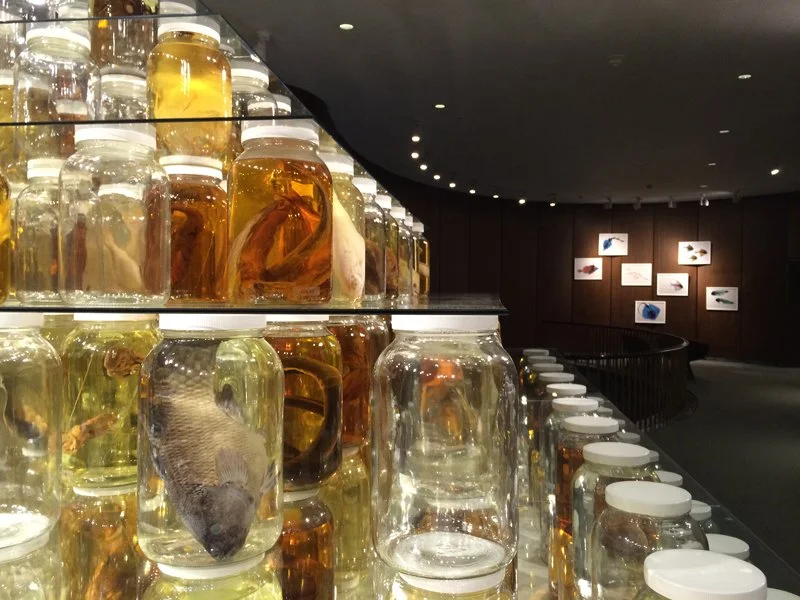 Collapse. Installed at National Academy of Sciences, Washington, DC, 2014. Mixed-media installation including 26,162 preserved specimens representing 370 species. Glass, Preffer and Carosafe preservative solutions. 12 x 15 x 15 feet. In collaboration